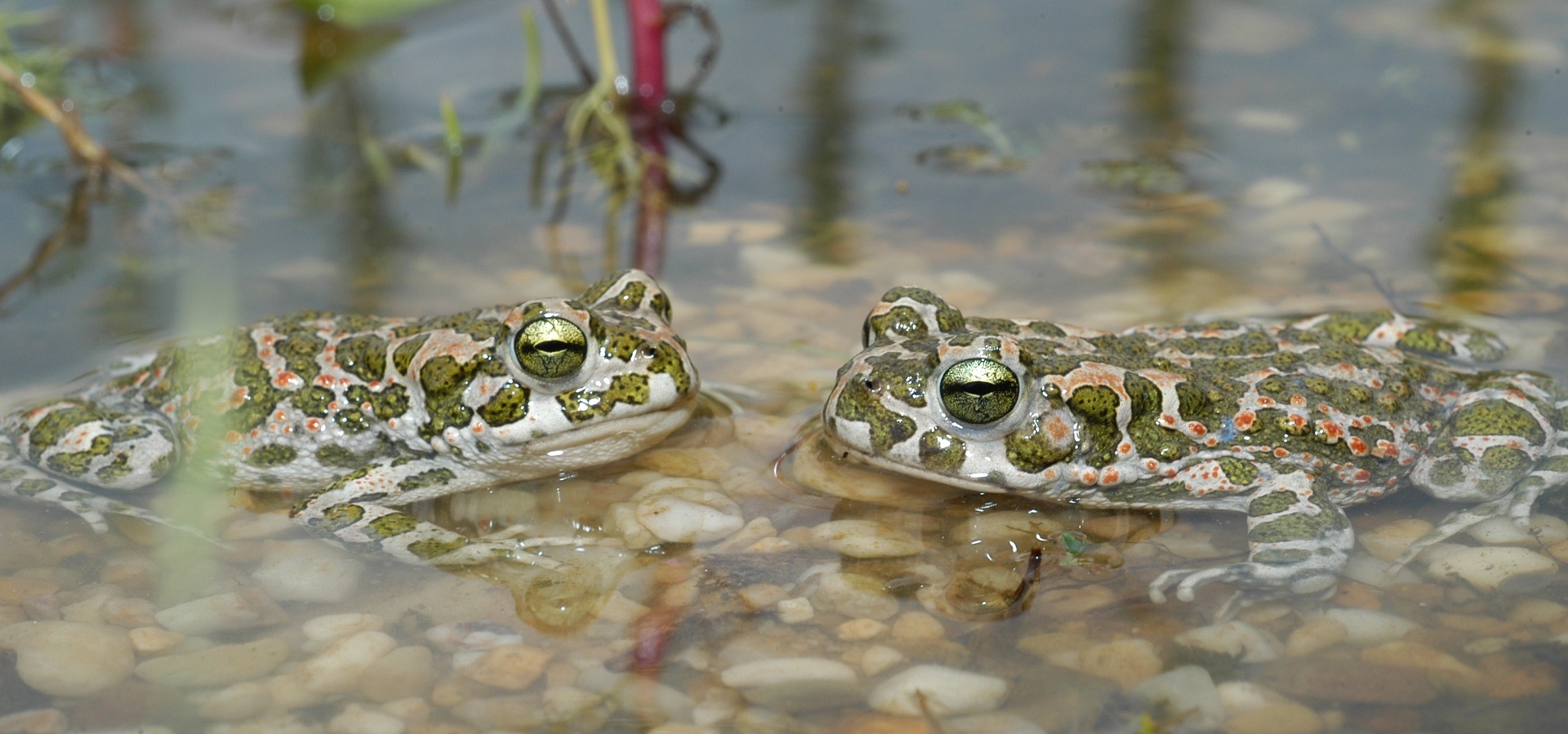 Wechselkröten im Naturschutzgebiet Dünstekoven