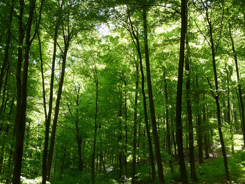 Der Kottenforst bei Bonn ist ein ausgedehntes Waldgebiet mit allen typischen Waldögeln - von Trauerschnäppern über Mittelspechte bis hin zu Waldschnepfen.